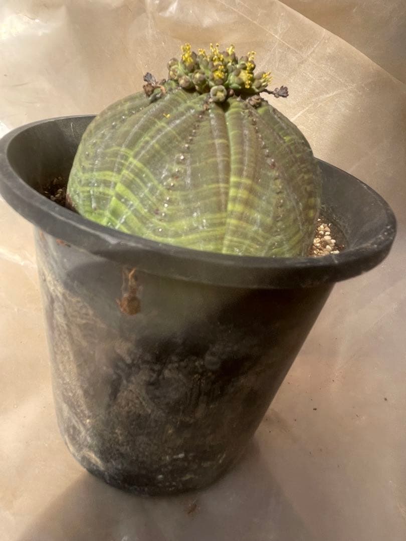 シンメトリカ 4号サイズ 傷あり