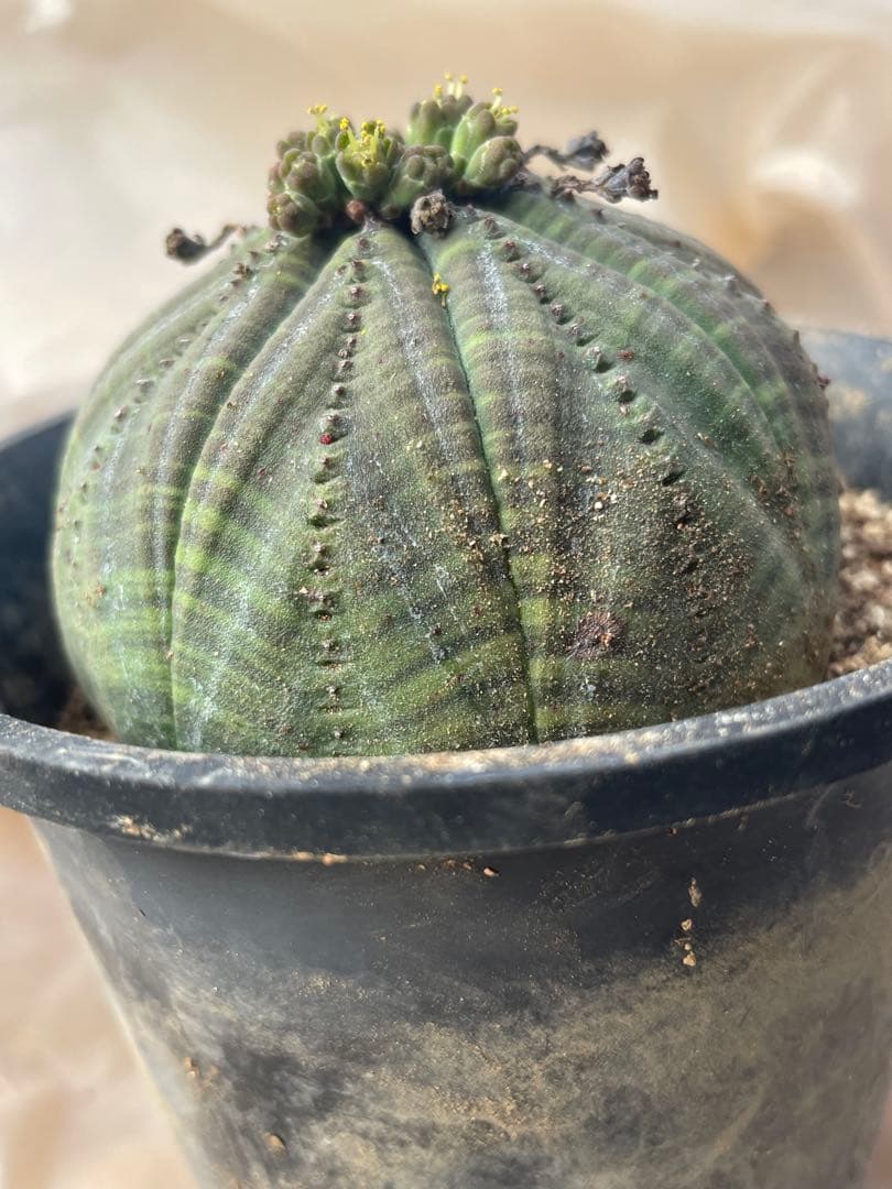 シンメトリカ 4号サイズ 傷あり