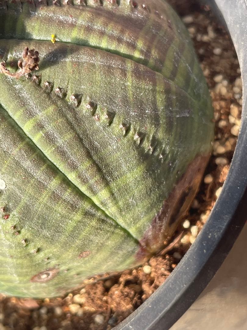 シンメトリカ 4号サイズ 傷あり