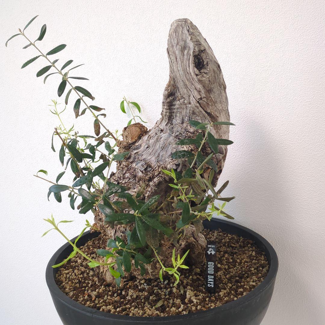 オリーブ 古木 old olive　盆栽