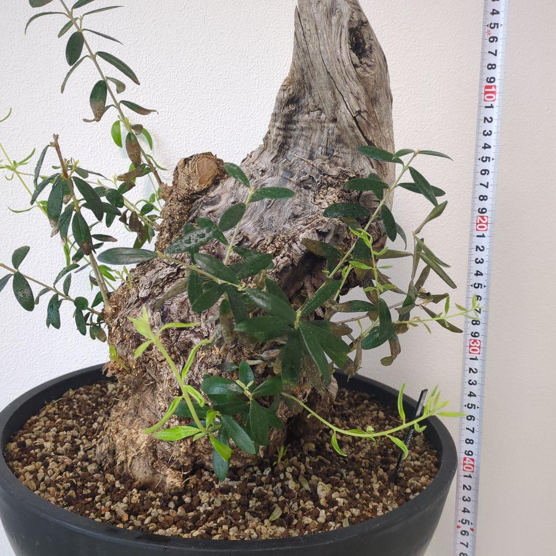 オリーブ 古木 old olive　盆栽