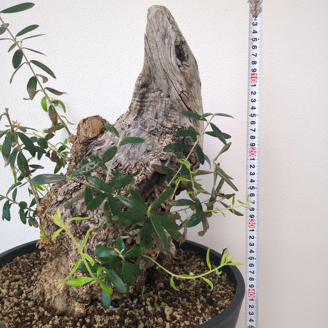 オリーブ 古木 old olive　盆栽