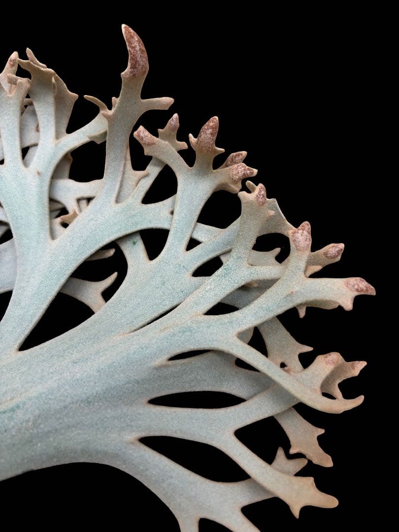 m*a様 P. willinckii Yellowmoon dwarf