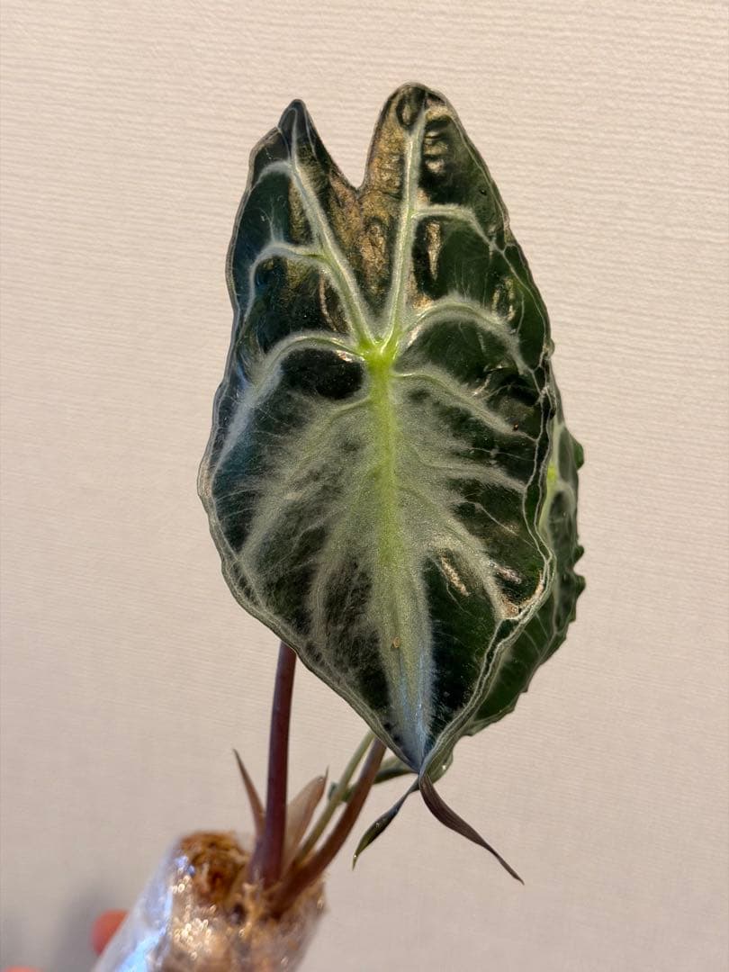 アロカシア ヴェノム Alocasia 'Venom' 管理番号m88