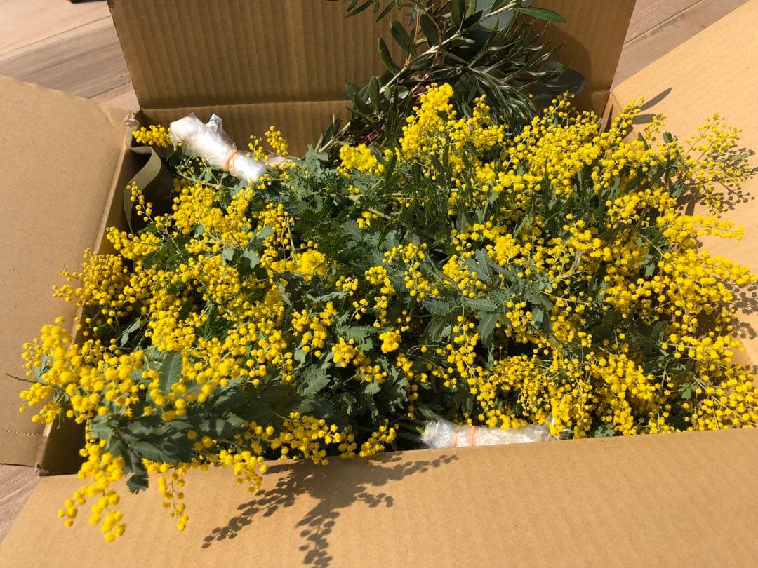 フレッシュミモザ（ギンヨウアカシア）