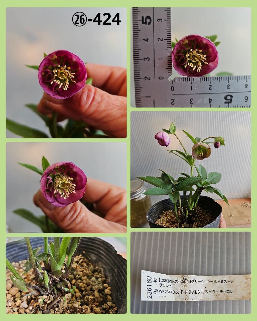 ★チャッピ様ご購入苗㉖-195㉖-294㉖-424クリスマスローズ