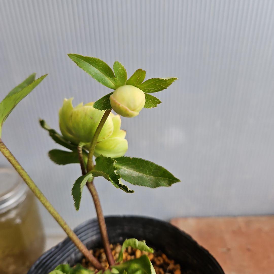 ★チャッピ様ご購入苗㉖-195㉖-294クリスマスローズ