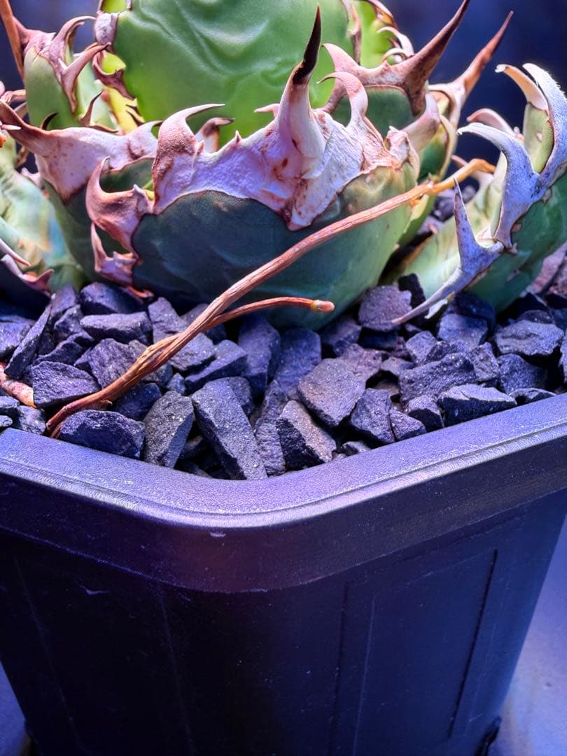 アガベ　オアハカ　オテロイ