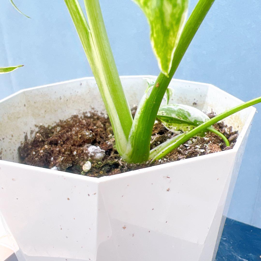 現品　モンステラ　デリシオーサ　ミント　バリエゲイティッド　57番　斑入り