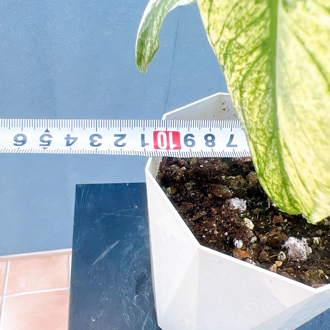 現品　モンステラ　デリシオーサ　ミント　バリエゲイティッド　57番　斑入り