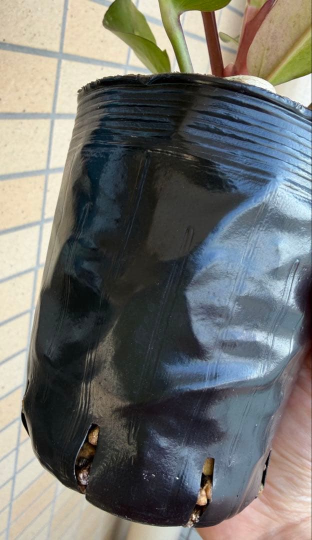 希少！大型美株　アンスリウム　ルネッサンス　ルネサンス　鉢ごと　メルカリ便②