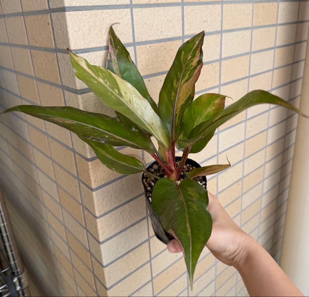 希少！大型美株　アンスリウム　ルネッサンス　ルネサンス　鉢ごと　メルカリ便②