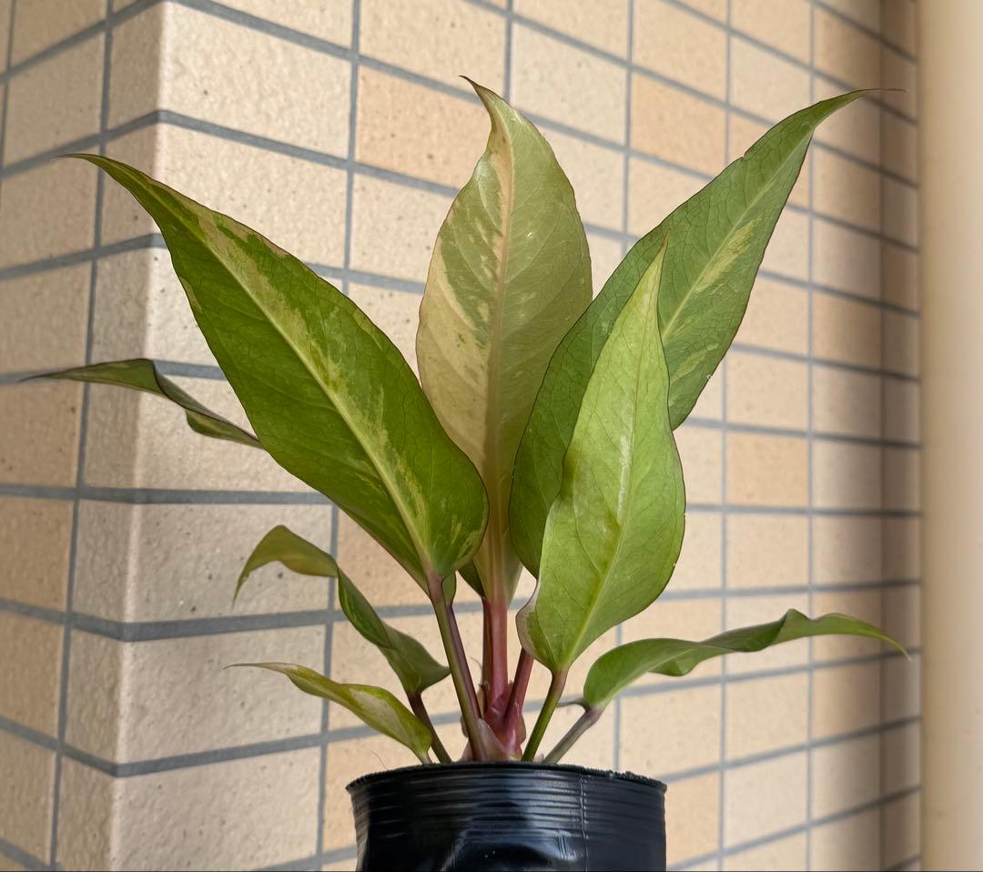 希少！大型美株　アンスリウム　ルネッサンス　ルネサンス　鉢ごと　メルカリ便②