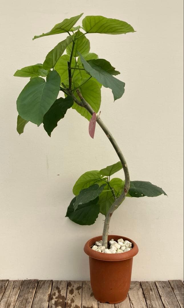 フィカス　ウンベラータ　曲がり　鉢皿付き