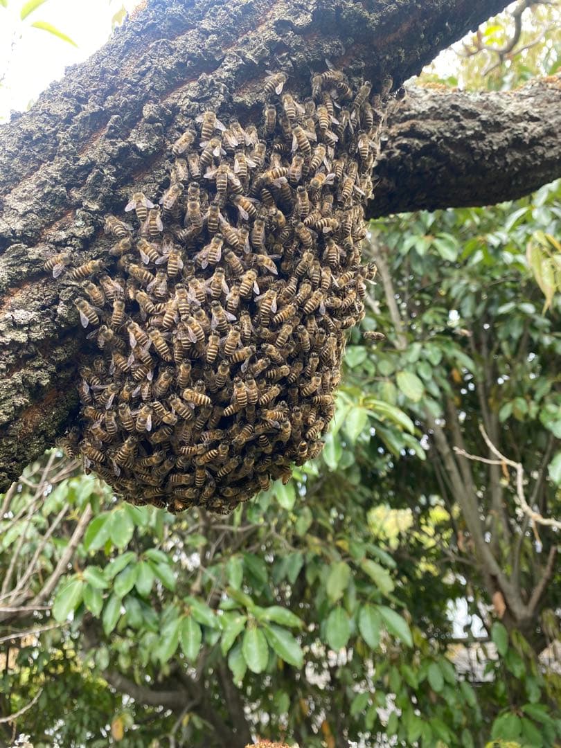 日本ミツバチ重箱式巣箱　捕獲飼育用　待ち箱
