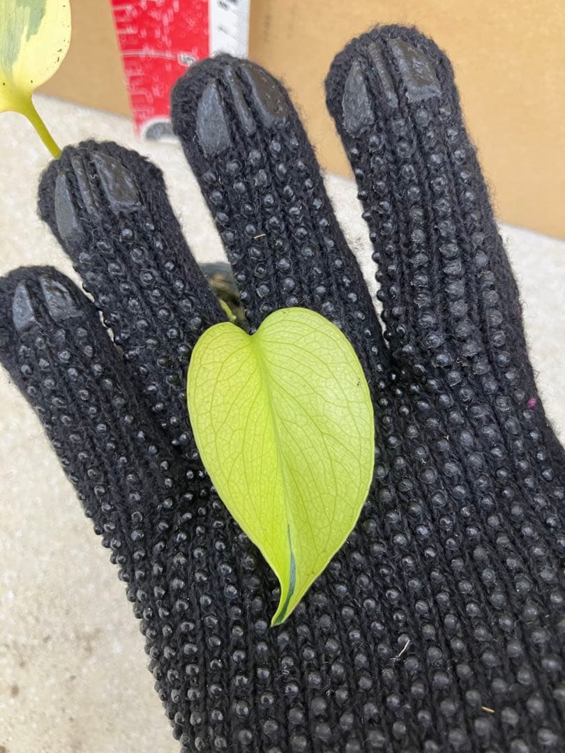 モンステラ斑入り　デリシオーサ実生幼苗　激レア継続個体