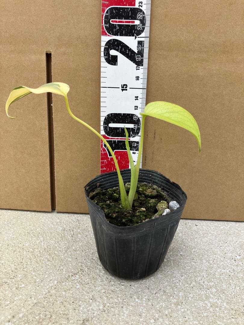 モンステラ斑入り　デリシオーサ実生幼苗　激レア継続個体