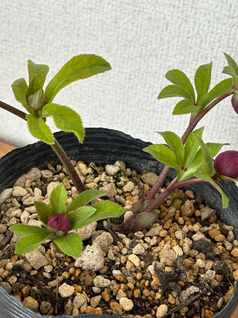 【mirakohujinさま専用】　認定　アンティークアフロディーテ