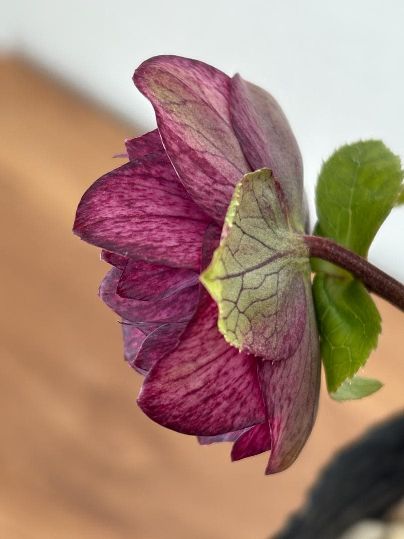 【mirakohujinさま専用】　認定　アンティークアフロディーテ