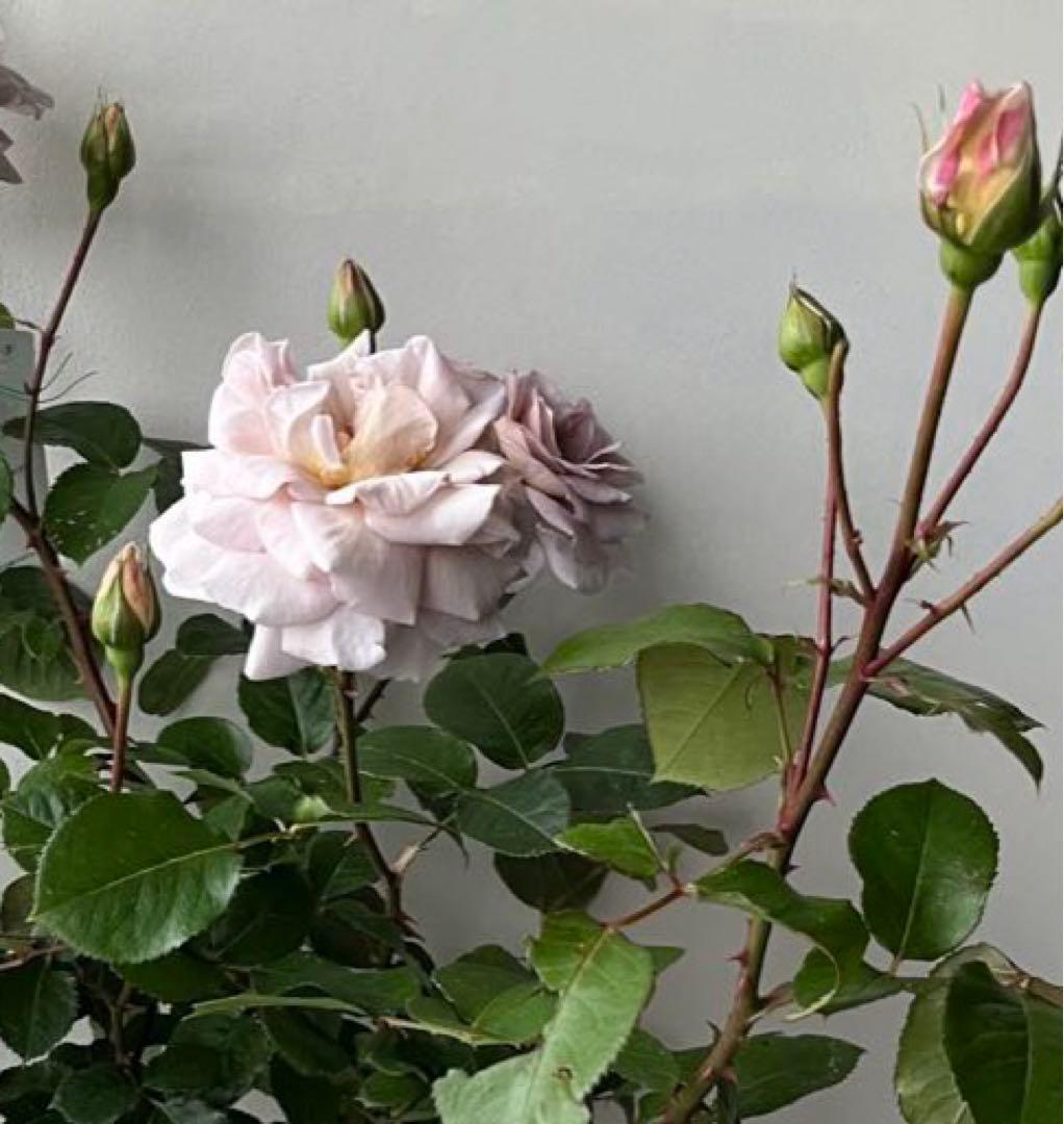 薔薇　グレイパール（HT）接木苗木 新奇な色彩　黒真珠のような趣のある花 蕾沢山