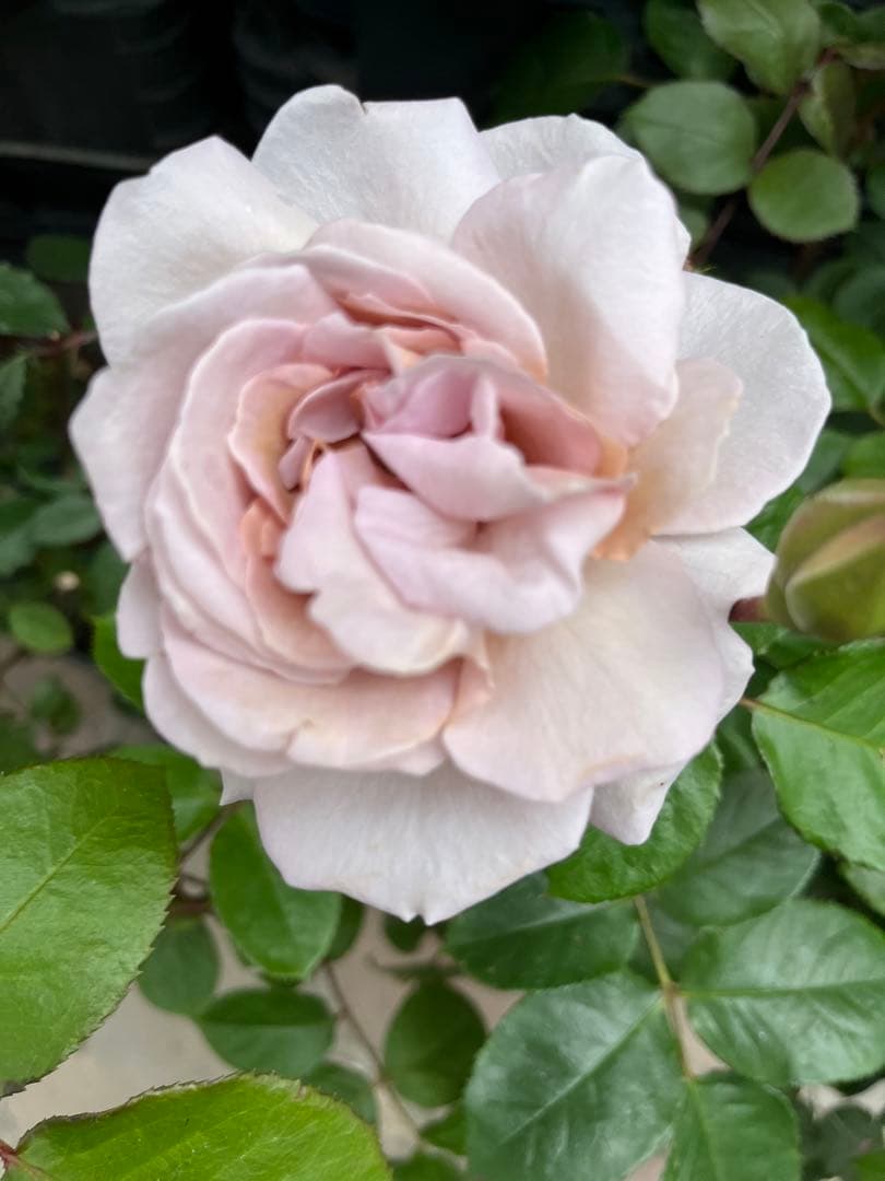 薔薇　グレイパール（HT）接木苗木 新奇な色彩　黒真珠のような趣のある花 蕾沢山