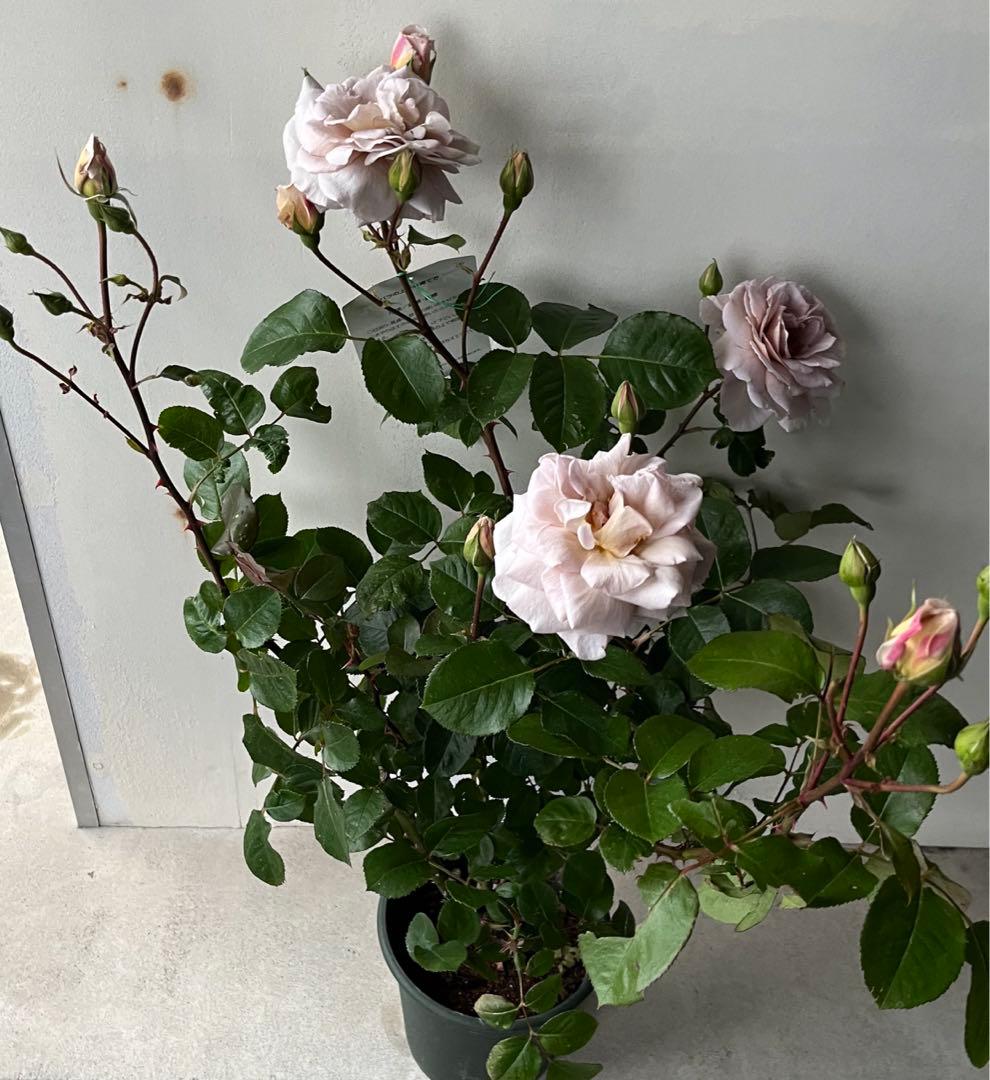 薔薇　グレイパール（HT）接木苗木 新奇な色彩　黒真珠のような趣のある花 蕾沢山