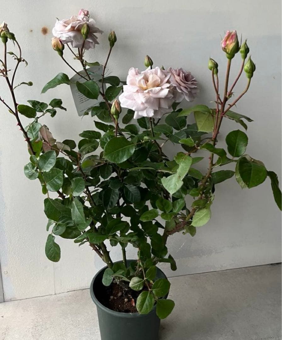 薔薇　グレイパール（HT）接木苗木 新奇な色彩　黒真珠のような趣のある花 蕾沢山