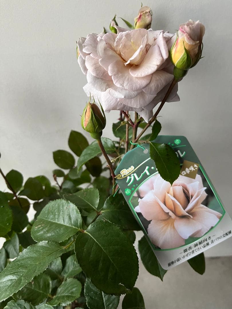 薔薇　グレイパール（HT）接木苗木 新奇な色彩　黒真珠のような趣のある花 蕾沢山