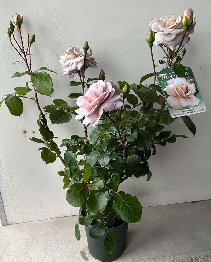 薔薇　グレイパール（HT）接木苗木 新奇な色彩　黒真珠のような趣のある花 蕾沢山