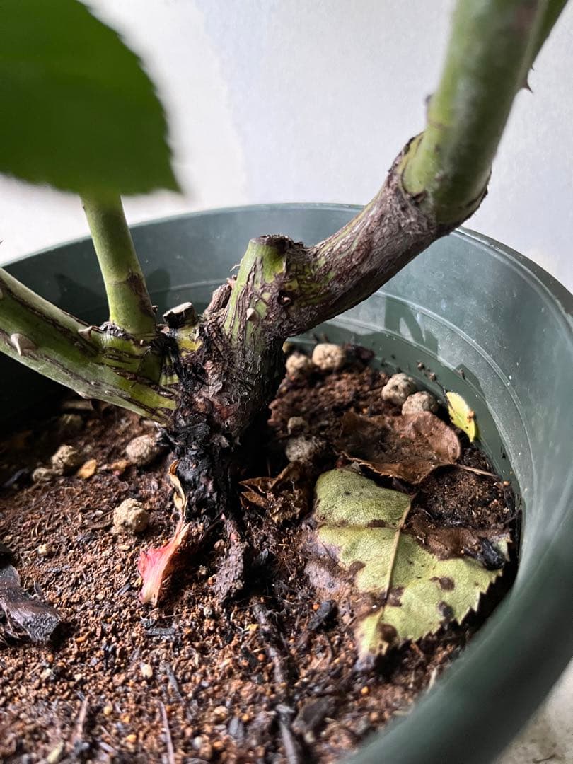 薔薇　グレイパール（HT）接木苗木 新奇な色彩　黒真珠のような趣のある花 蕾沢山