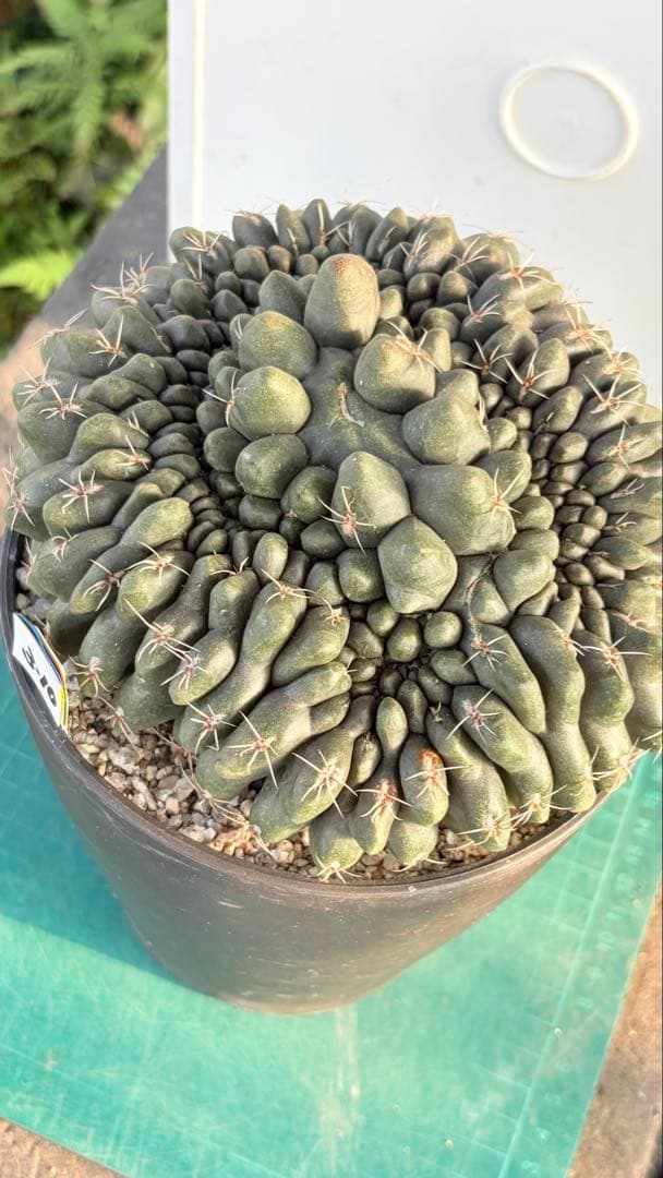 10 綴化　緋花玉　鉢付　Gymnocalycium baldianum