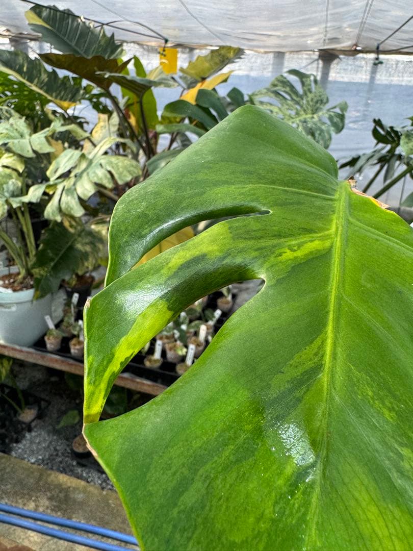 モンステラ　デリシオーサ　抹茶斑入り　グリーンオングリーン　美遺伝子株