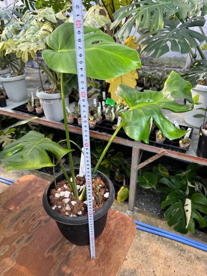 モンステラ　デリシオーサ　抹茶斑入り　グリーンオングリーン　美遺伝子株