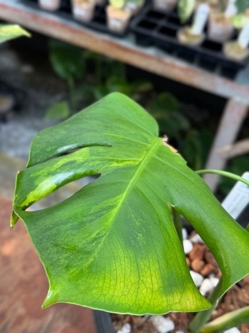 モンステラ　デリシオーサ　抹茶斑入り　グリーンオングリーン　美遺伝子株