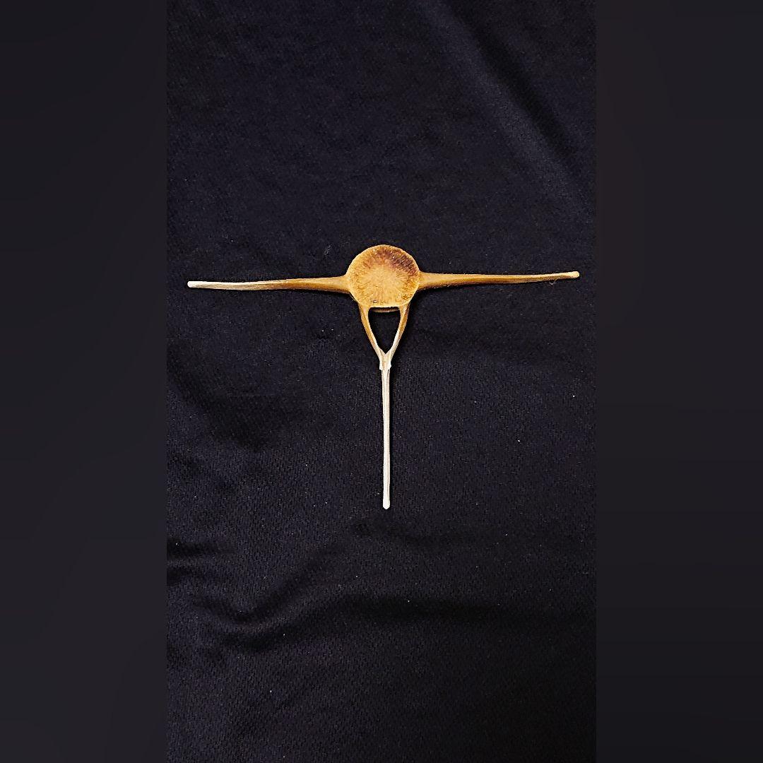 【希少】イルカの骨 オブジェ_9