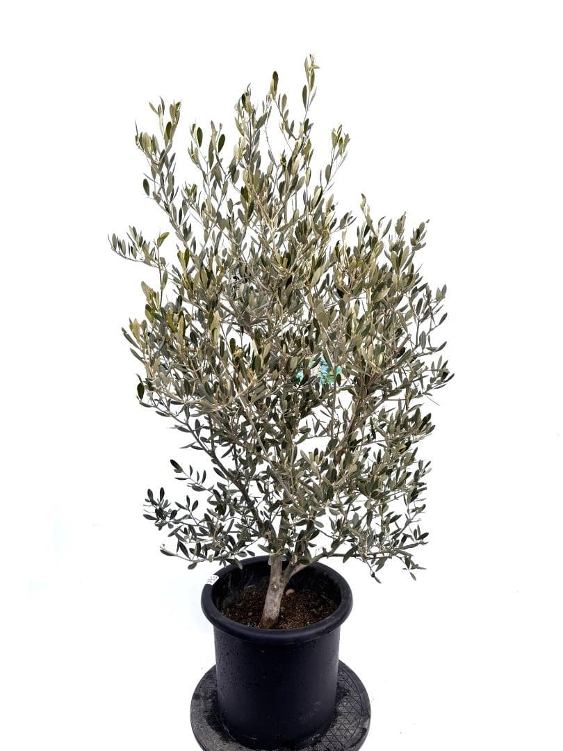 オリーブの木　アメリカン　10号　約140cm　K-334　希少品種　現品掲載