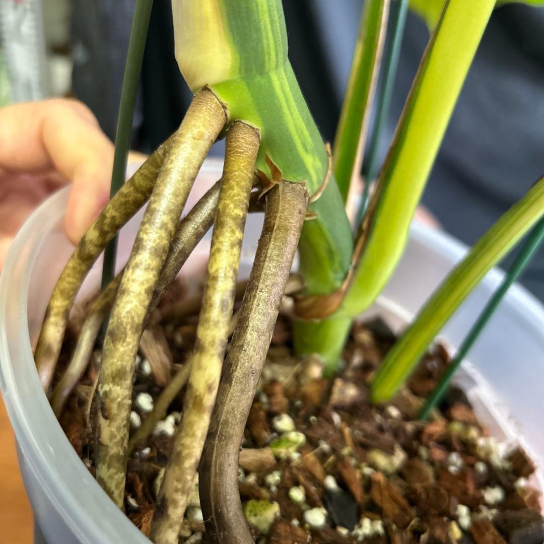 大株モンステラボルシギアナオーレア鉢植え発送!