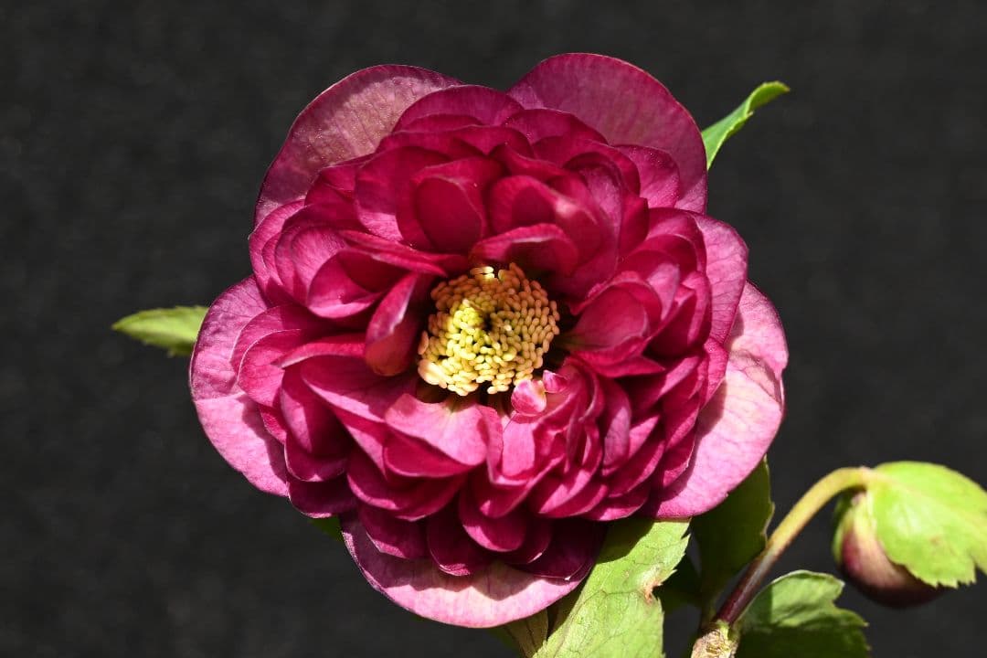 クリスマスローズ　珍品！認定札3枚！グロッシーシャガール　香り付き　加藤農園