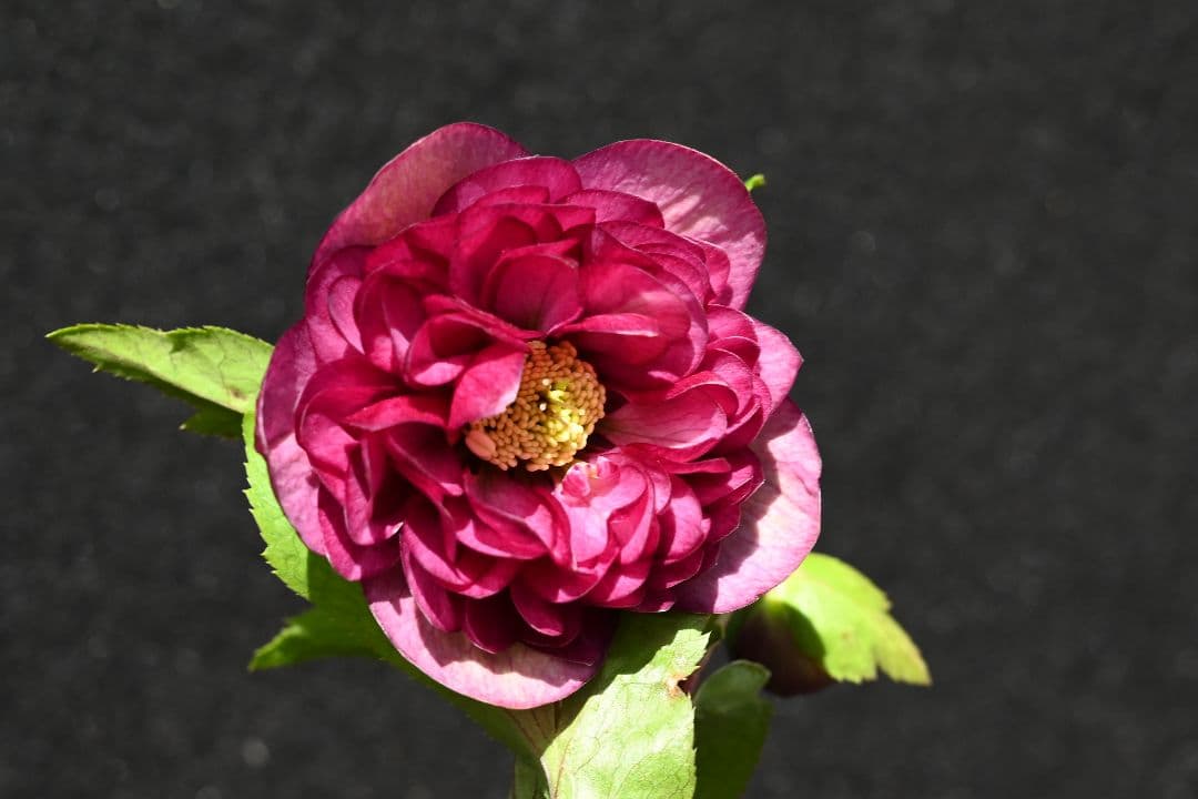 クリスマスローズ　珍品！認定札3枚！グロッシーシャガール　香り付き　加藤農園