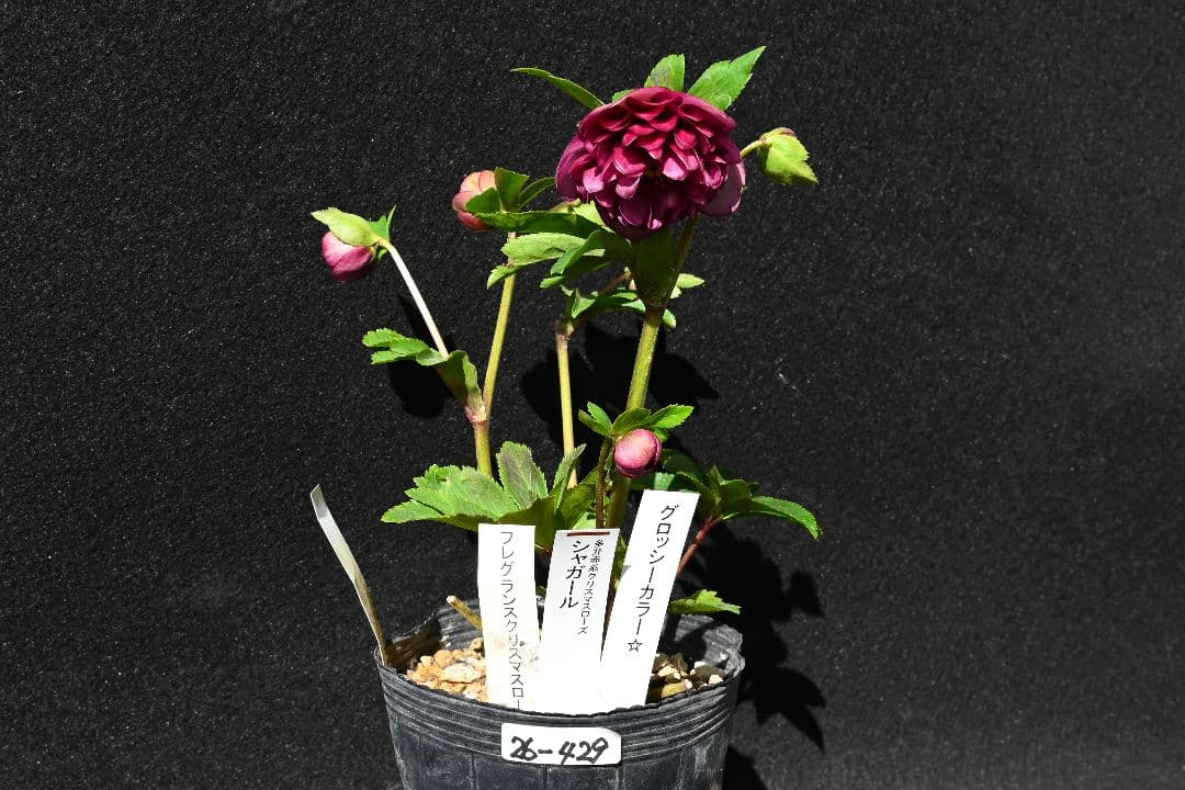 クリスマスローズ　珍品！認定札3枚！グロッシーシャガール　香り付き　加藤農園