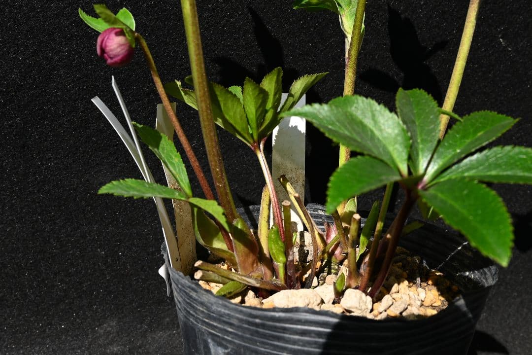 クリスマスローズ　珍品！認定札3枚！グロッシーシャガール　香り付き　加藤農園