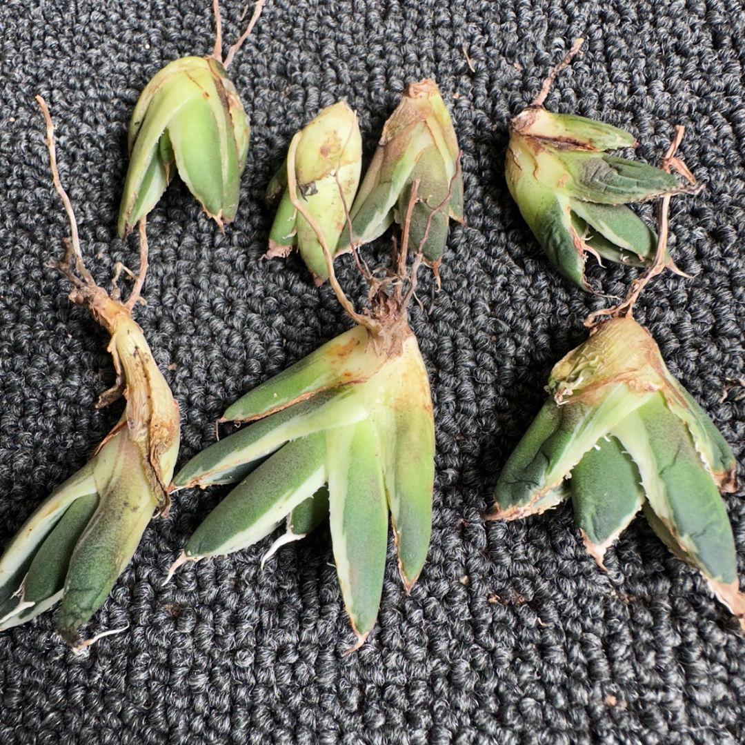 2186アガベ SAD 南アフリカダイヤモンド錦 覆輪斑 永久斑 7株セット