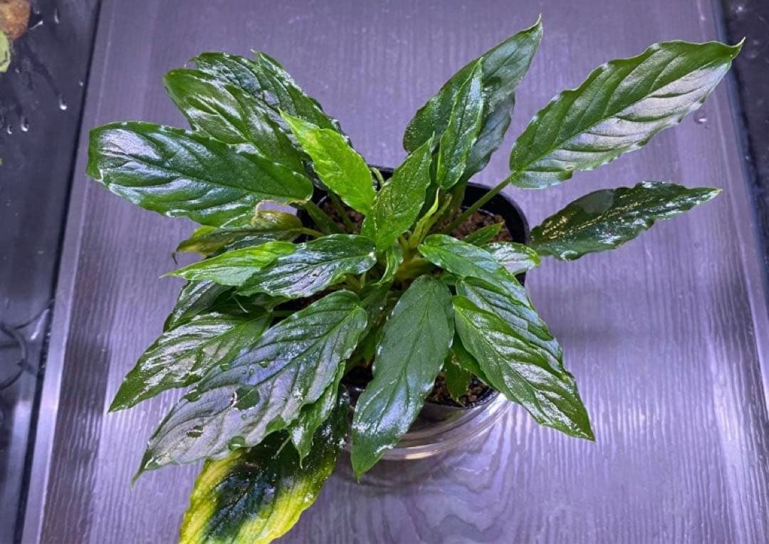 松Homalomena sp.\"Black Velvet\" [KN便]など