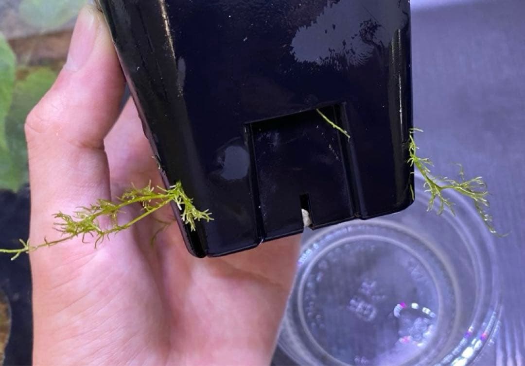 松Homalomena sp.\"Black Velvet\" [KN便]など