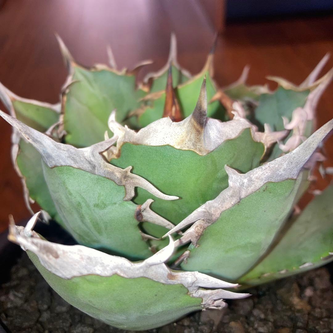 アガベ オテロイ オアハカ メキシコ産 現地株【現品・菊鉢付タグ付・メルカリ便】