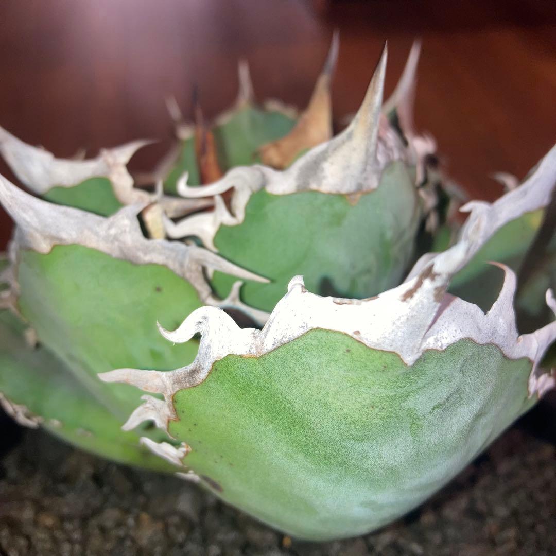 アガベ オテロイ オアハカ メキシコ産 現地株【現品・菊鉢付タグ付・メルカリ便】