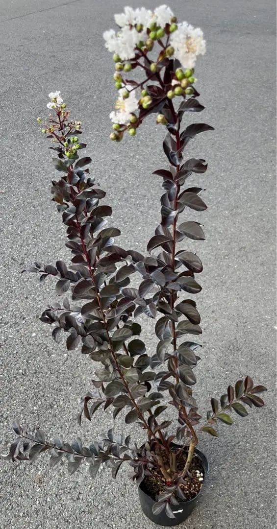 サルスベリ ブラックパール ホワイト ★新品種 大株株立ち 約1.2m 宅急便