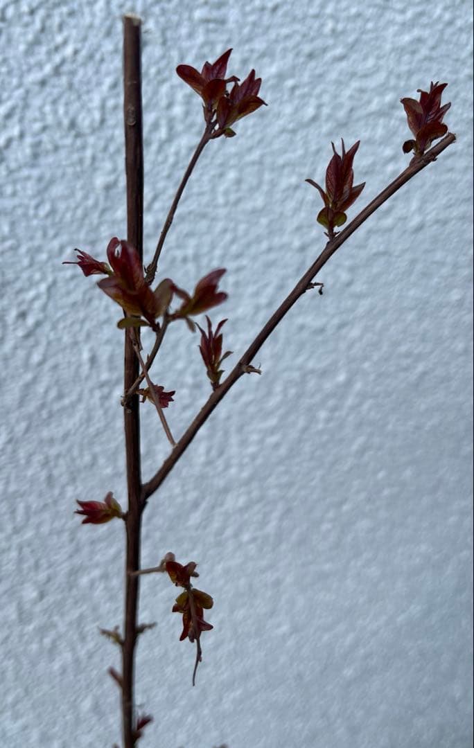 サルスベリ ブラックパール ホワイト ★新品種 大株株立ち 約1.2m 宅急便