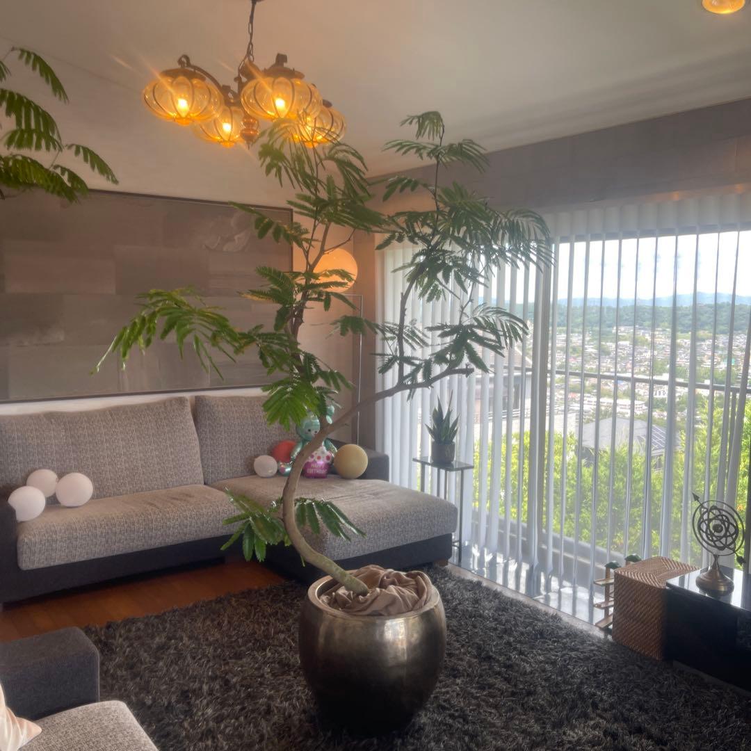 エバーフレッシュ　大型　幹太　曲がり樹形　観葉植物　カッシーナ　アクタス