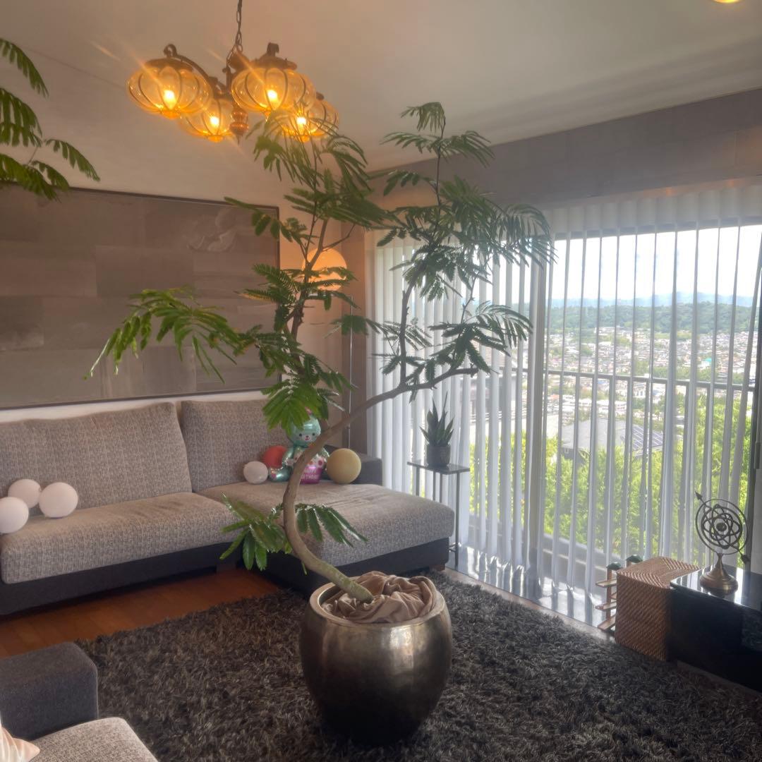 エバーフレッシュ　大型　幹太　曲がり樹形　観葉植物　カッシーナ　アクタス